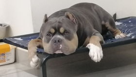 吐槽某知名寵物網絡科技公司的雞肋產品 第八期 猛犬俱樂部